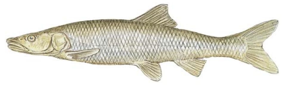 Squawfish, Northern