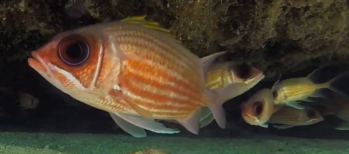 Squirrelfish