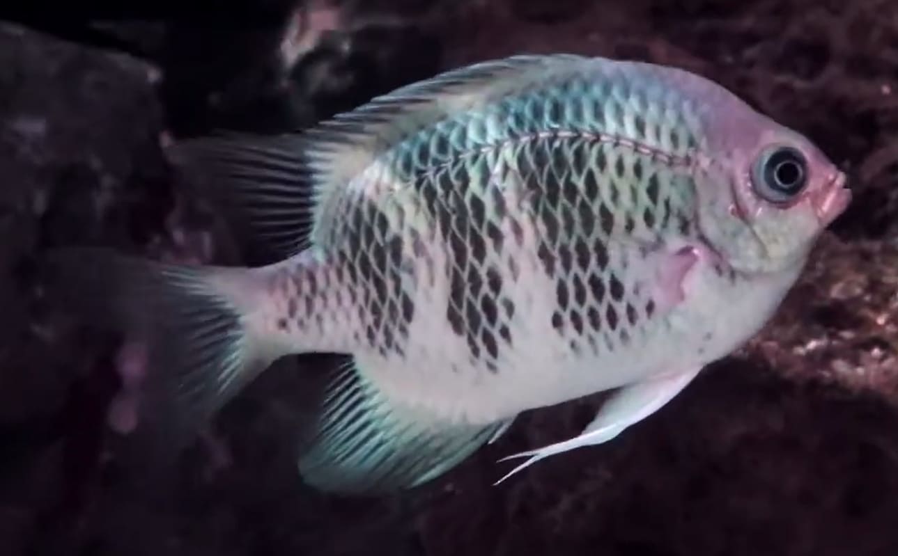 Staghorn damselfish