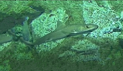 Starspotted smooth-hound