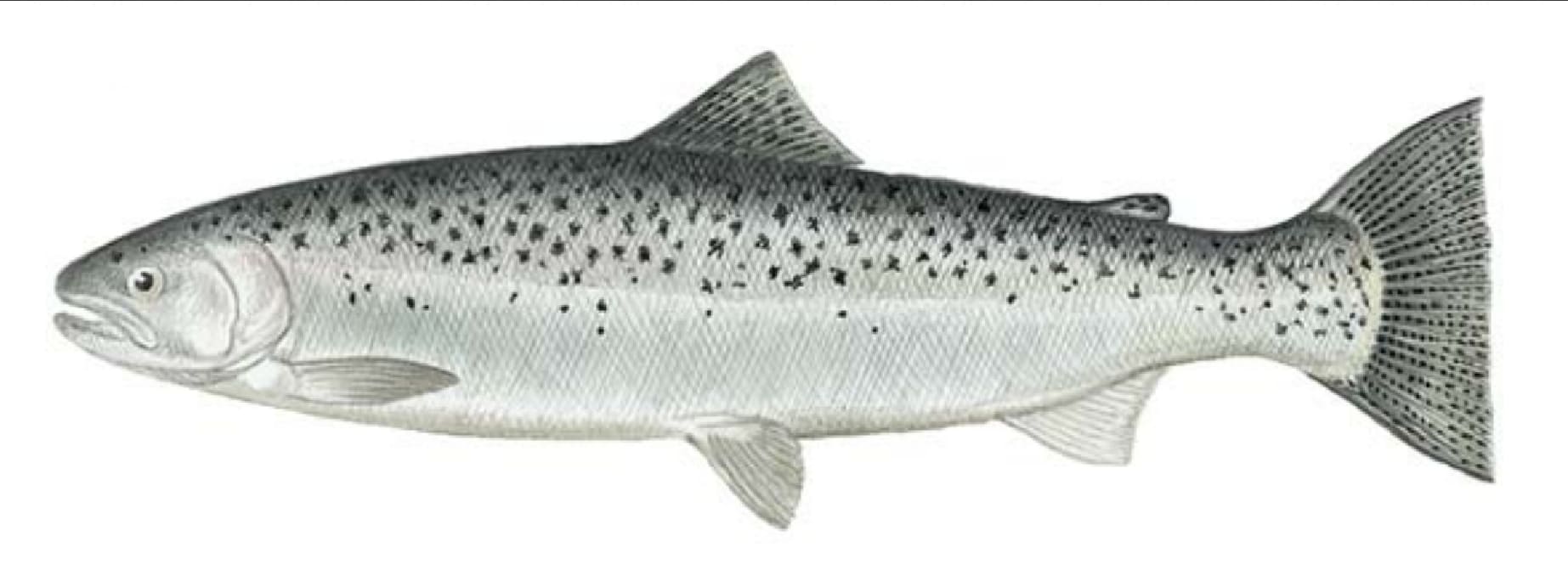 Steelhead
