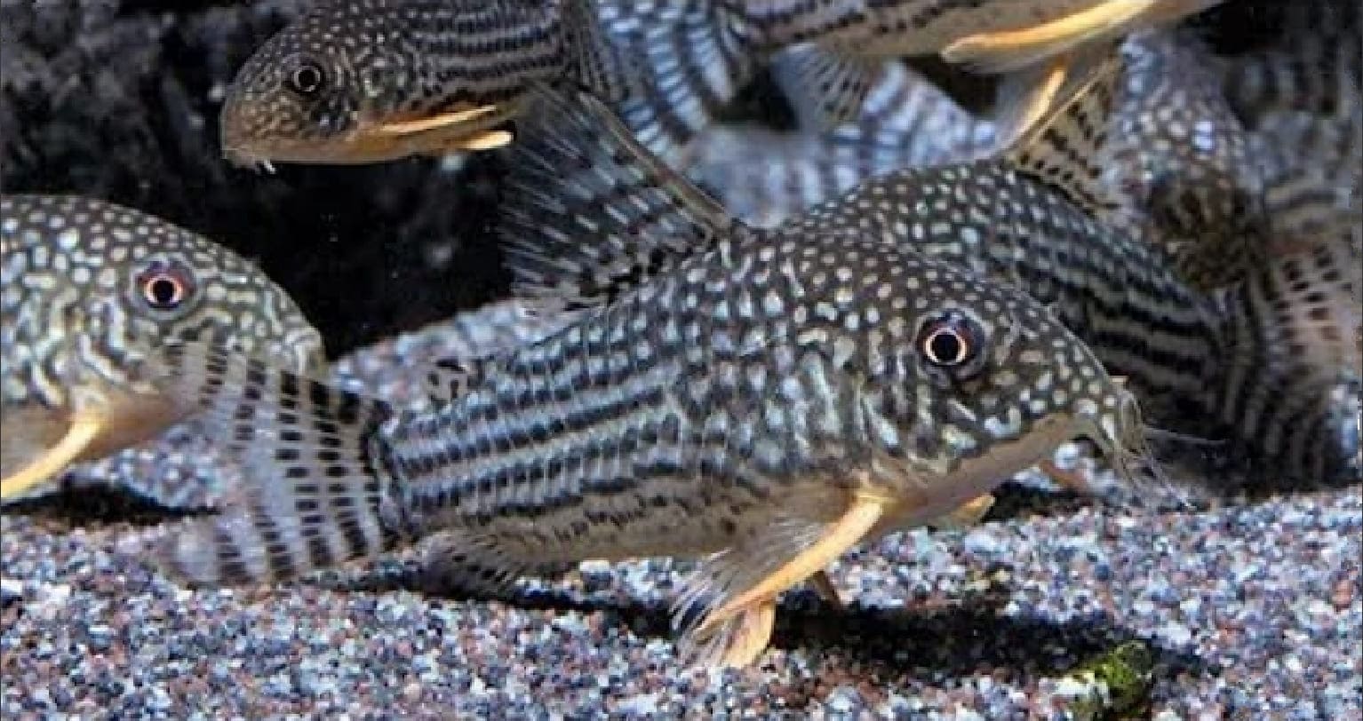 Sterba's corydoras