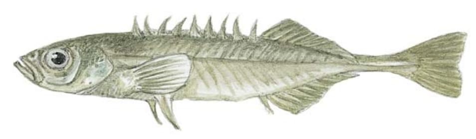 Ninespine Stickleback