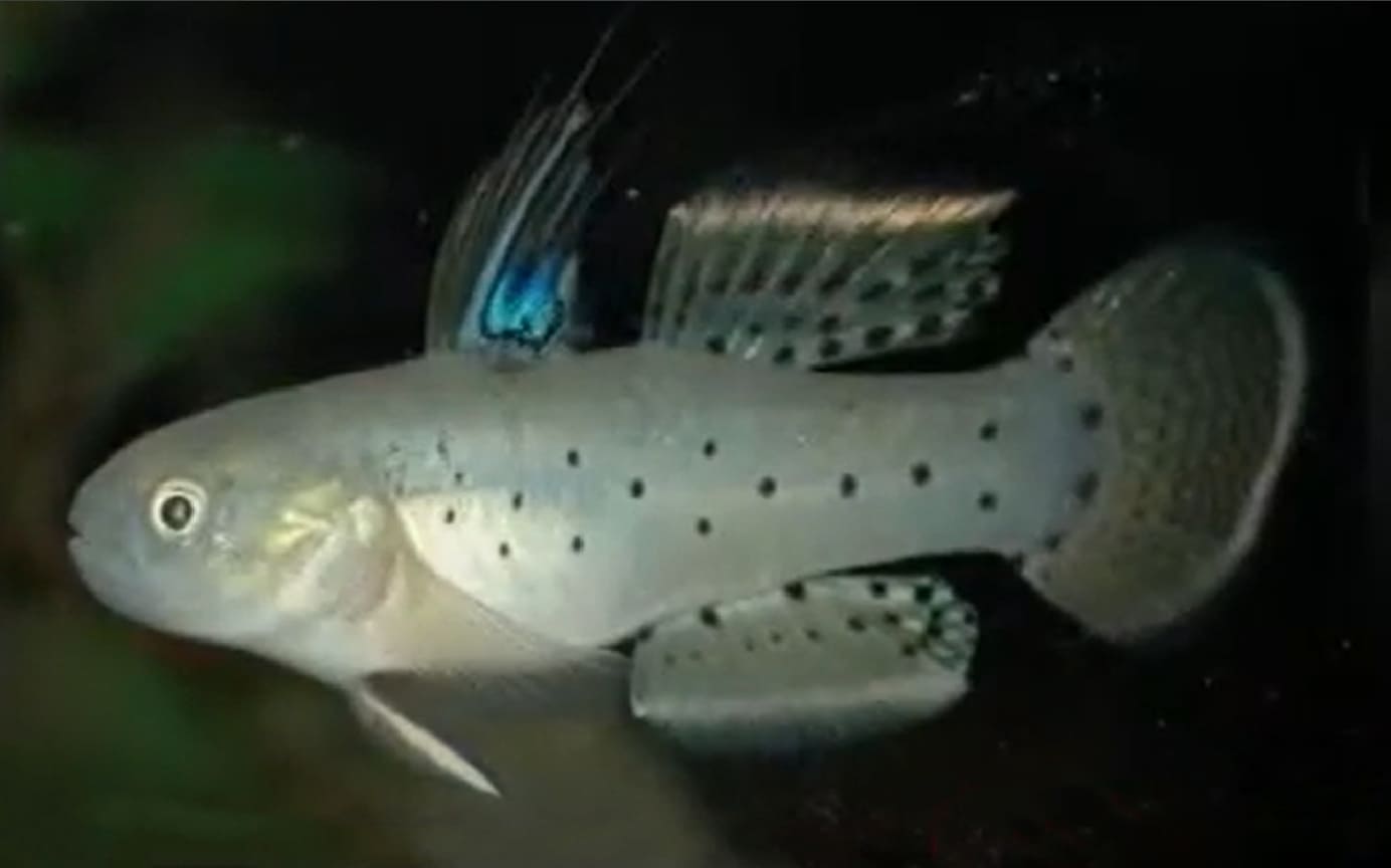 Stigmatogobius sadanundio