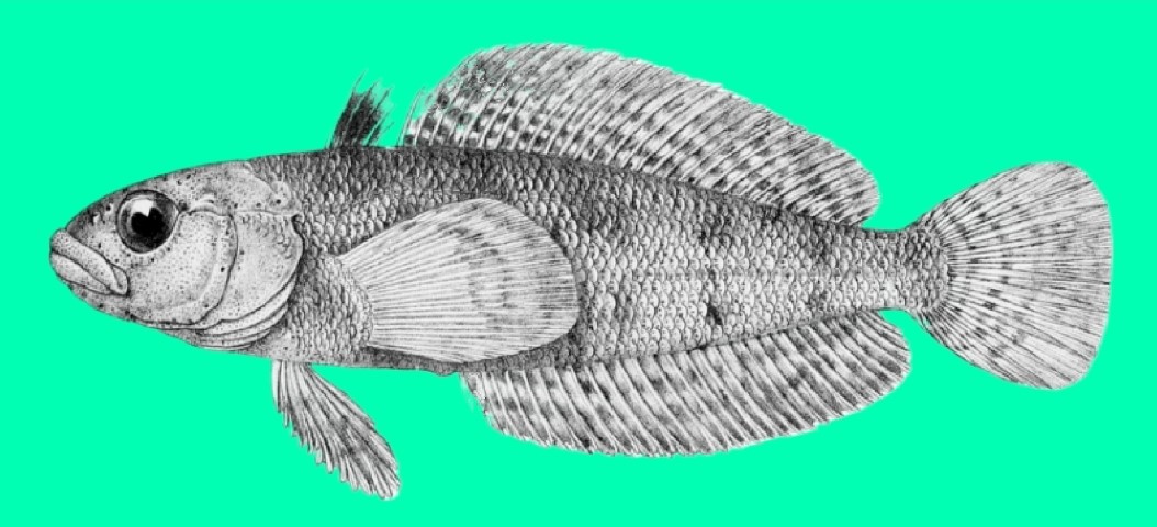 Stocky rockcod