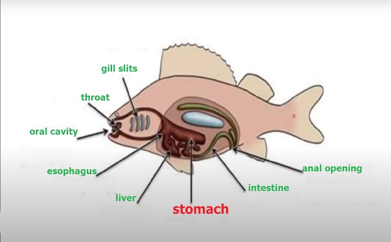 Stomach