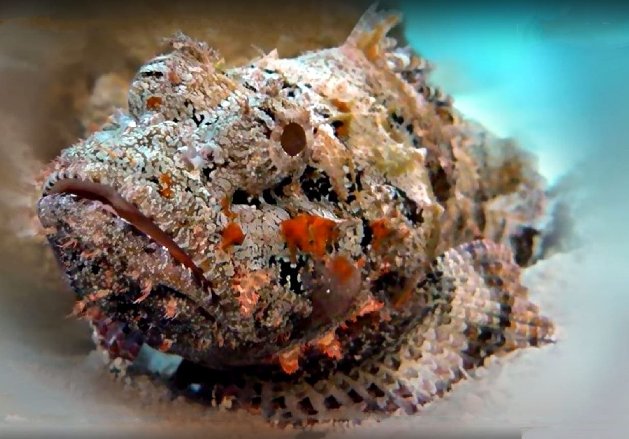 Stonefish