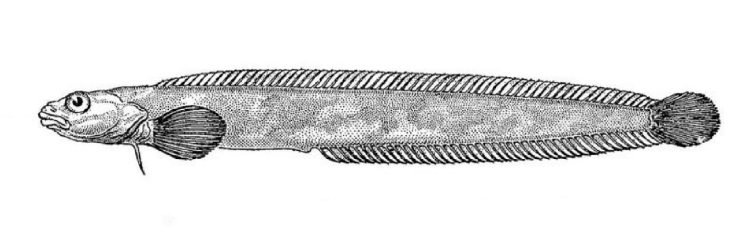 Stout eelblenny