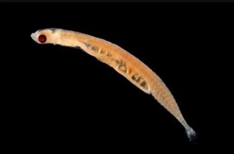 Stout infantfish