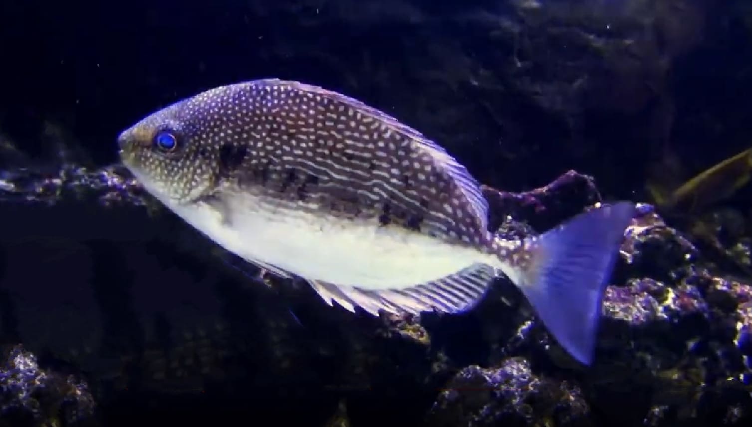 Streaked spinefoot