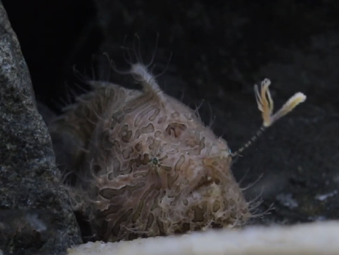 Striated frogfish