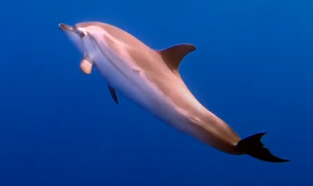 Striped dolphin