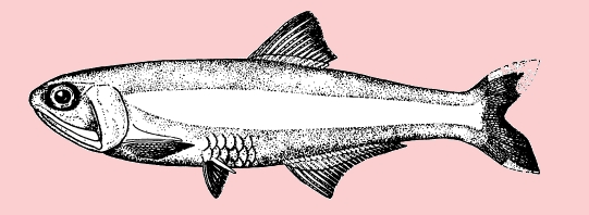Striped Anchovy