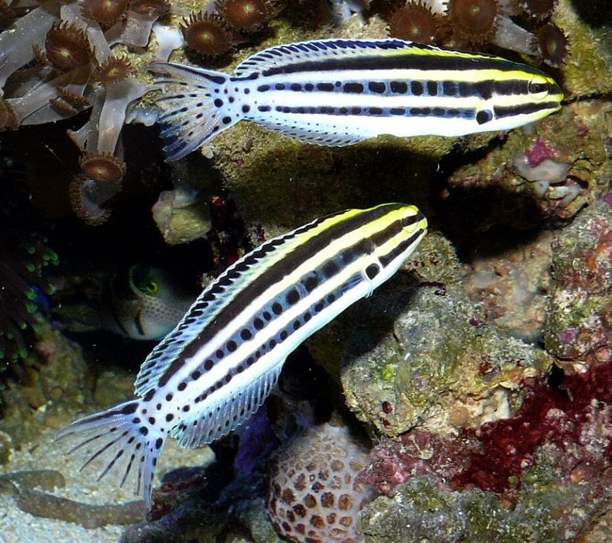 Striped blenny