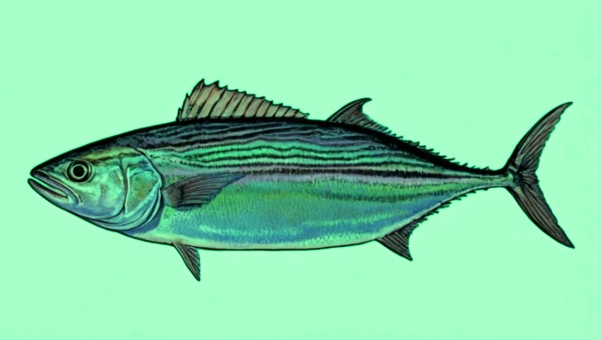 Striped bonito