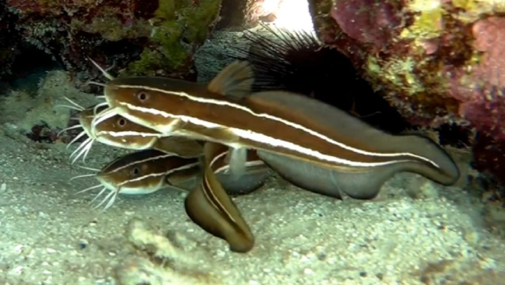 Striped eel catfish