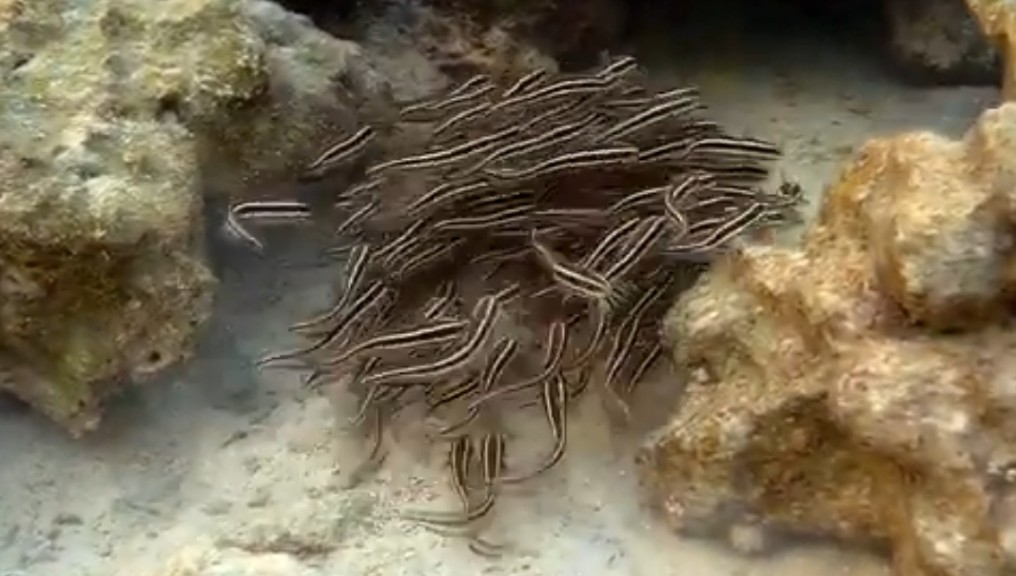 Striped eel catfish