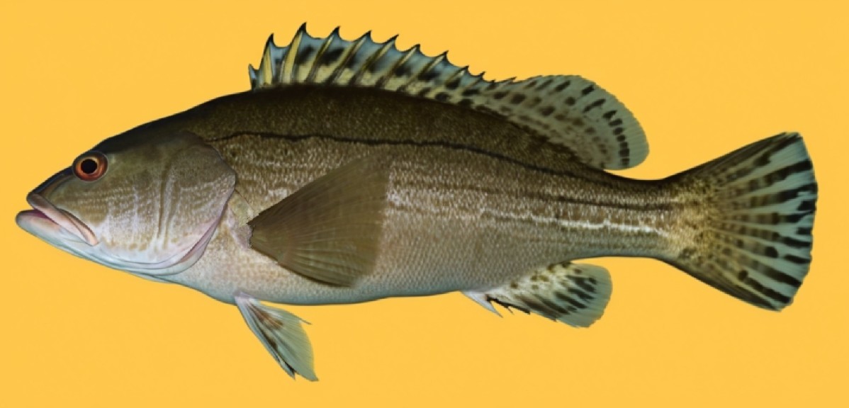 Striped grouper