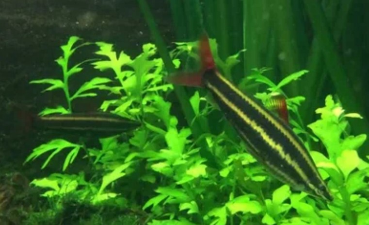 Striped headstander
