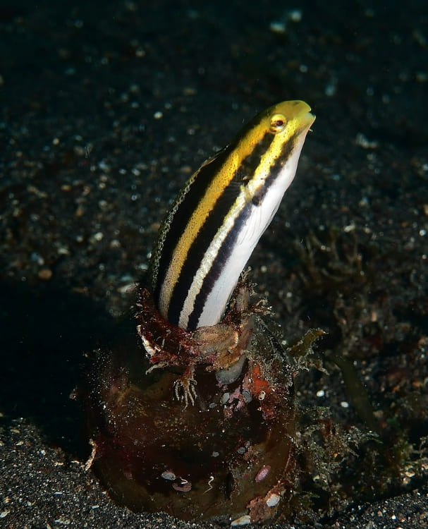 Striped poison-fang blenny mimic