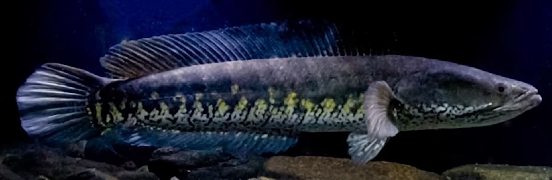 Striped snakehead