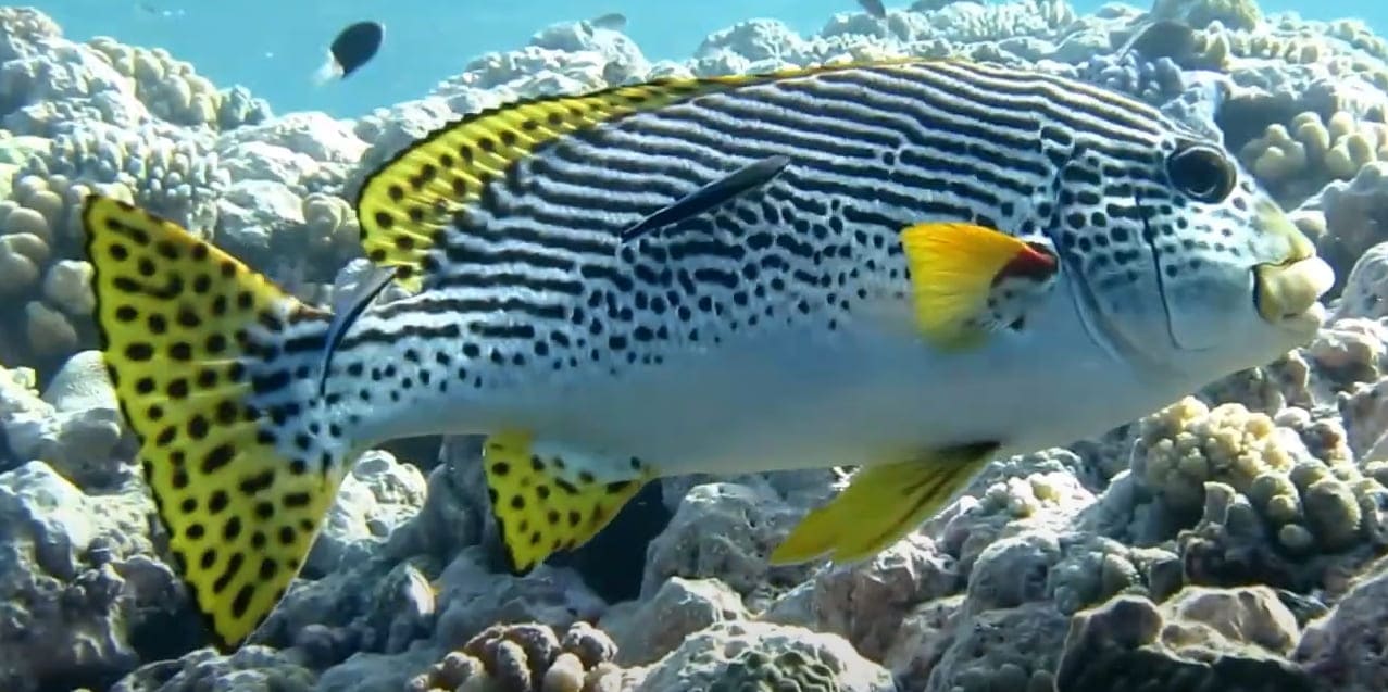 Striped sweetlips