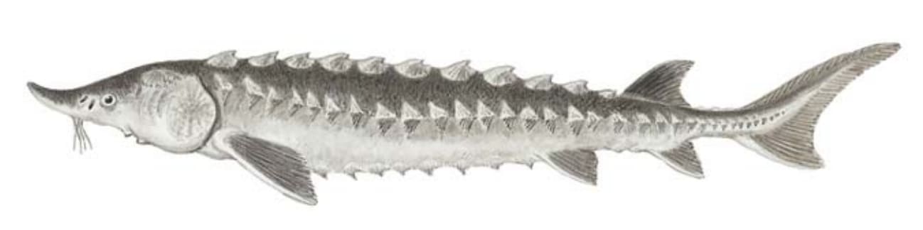 Sturgeon, Atlantic