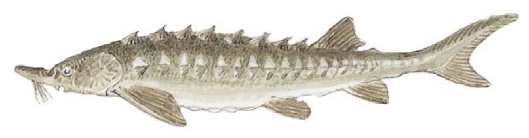 Sturgeon: Green Sturgeon