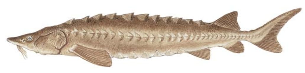 Sturgeon, Lake