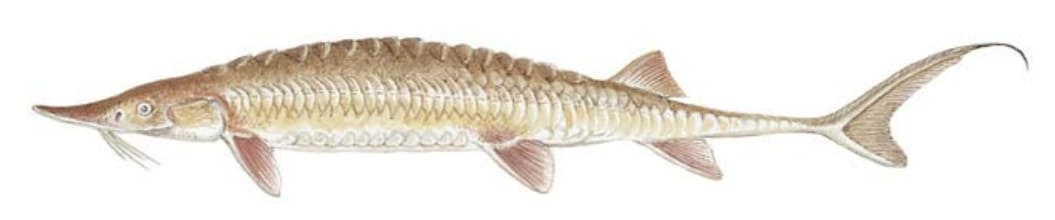 Sturgeon, Shovelnose