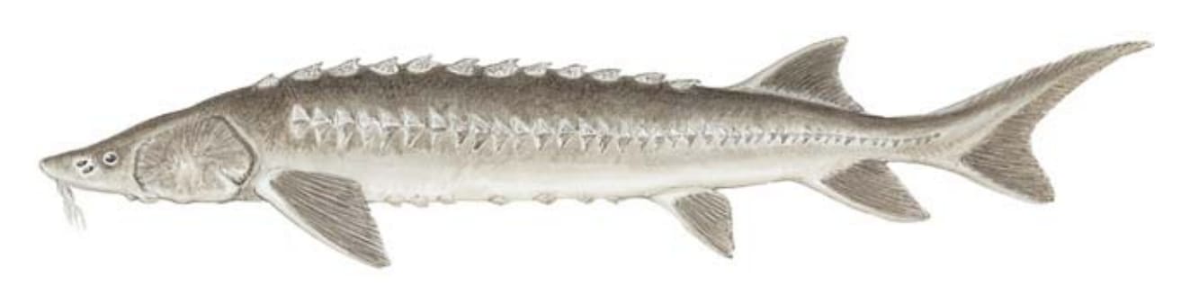 Sturgeon, White