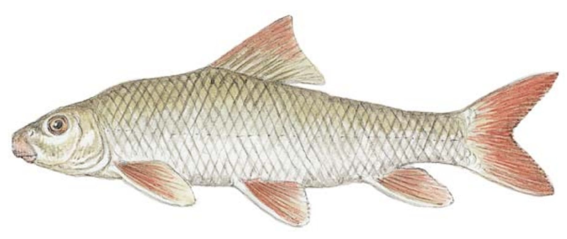 Sucker: Northern Redhorse