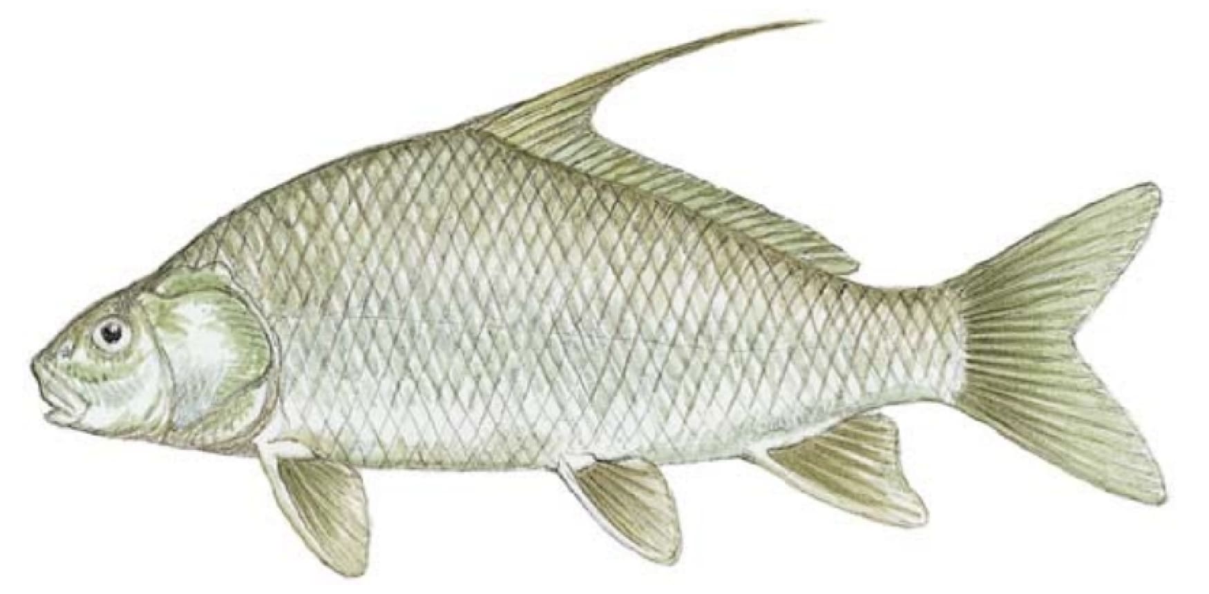 Sucker, White
