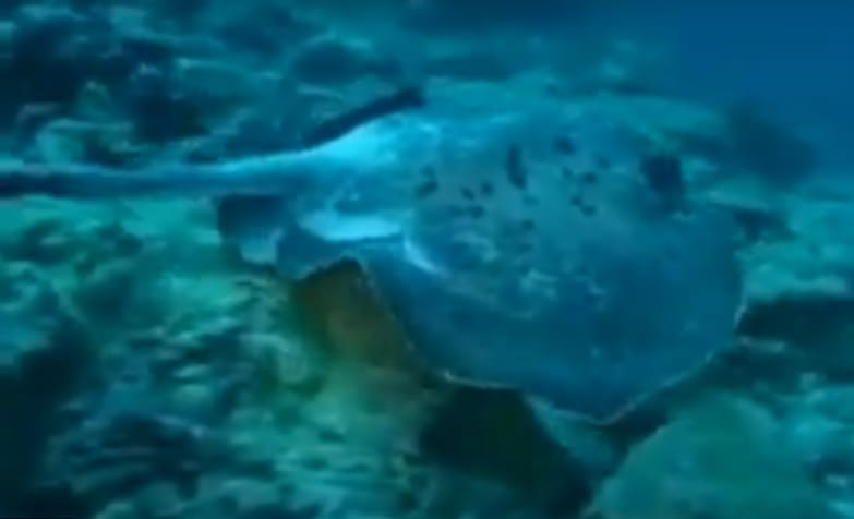 Sulu Sea skate