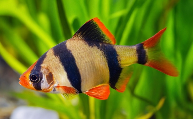 Sumatra barb
