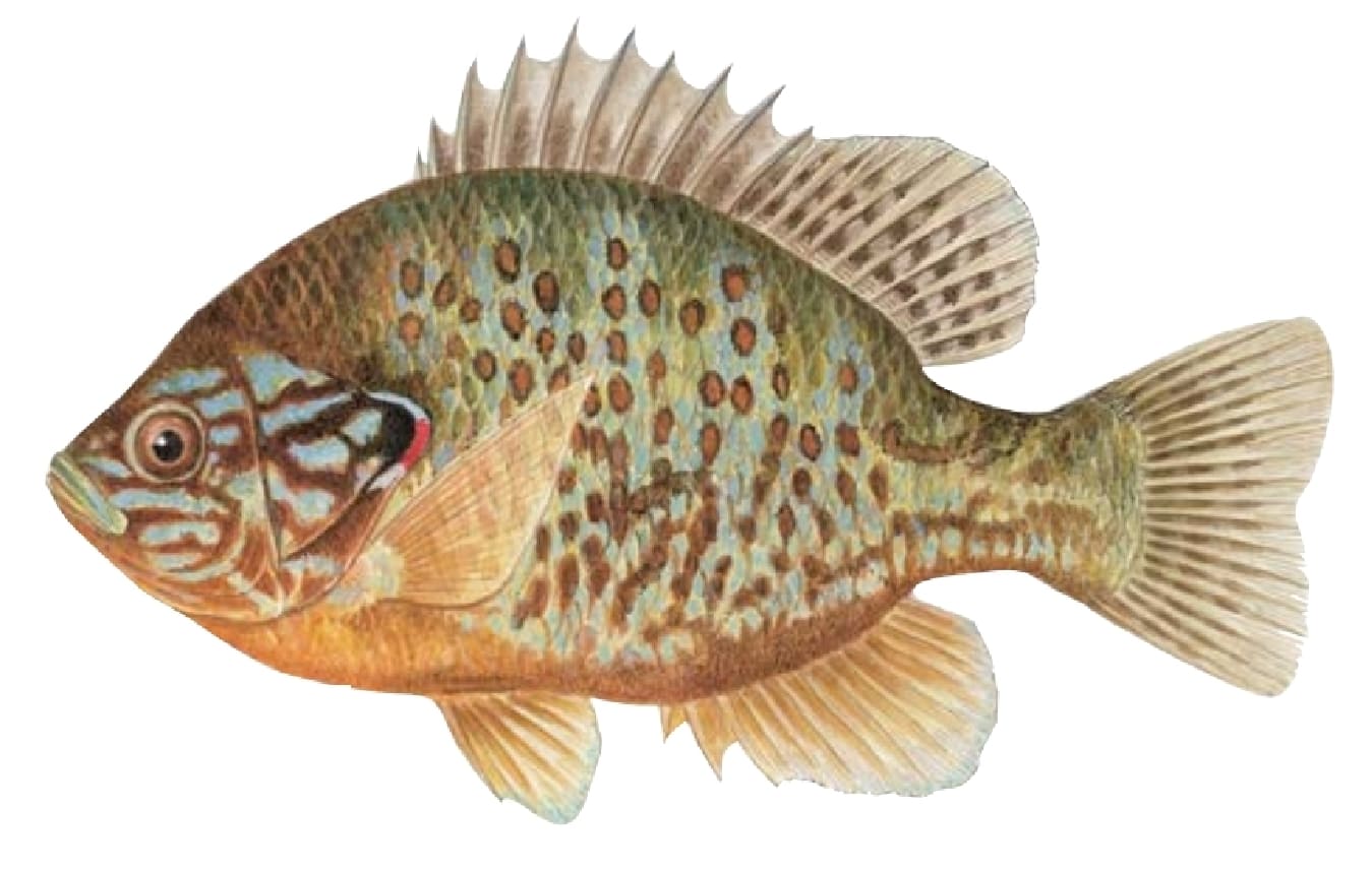 Sunfish: Pumpkinseed Sunfish