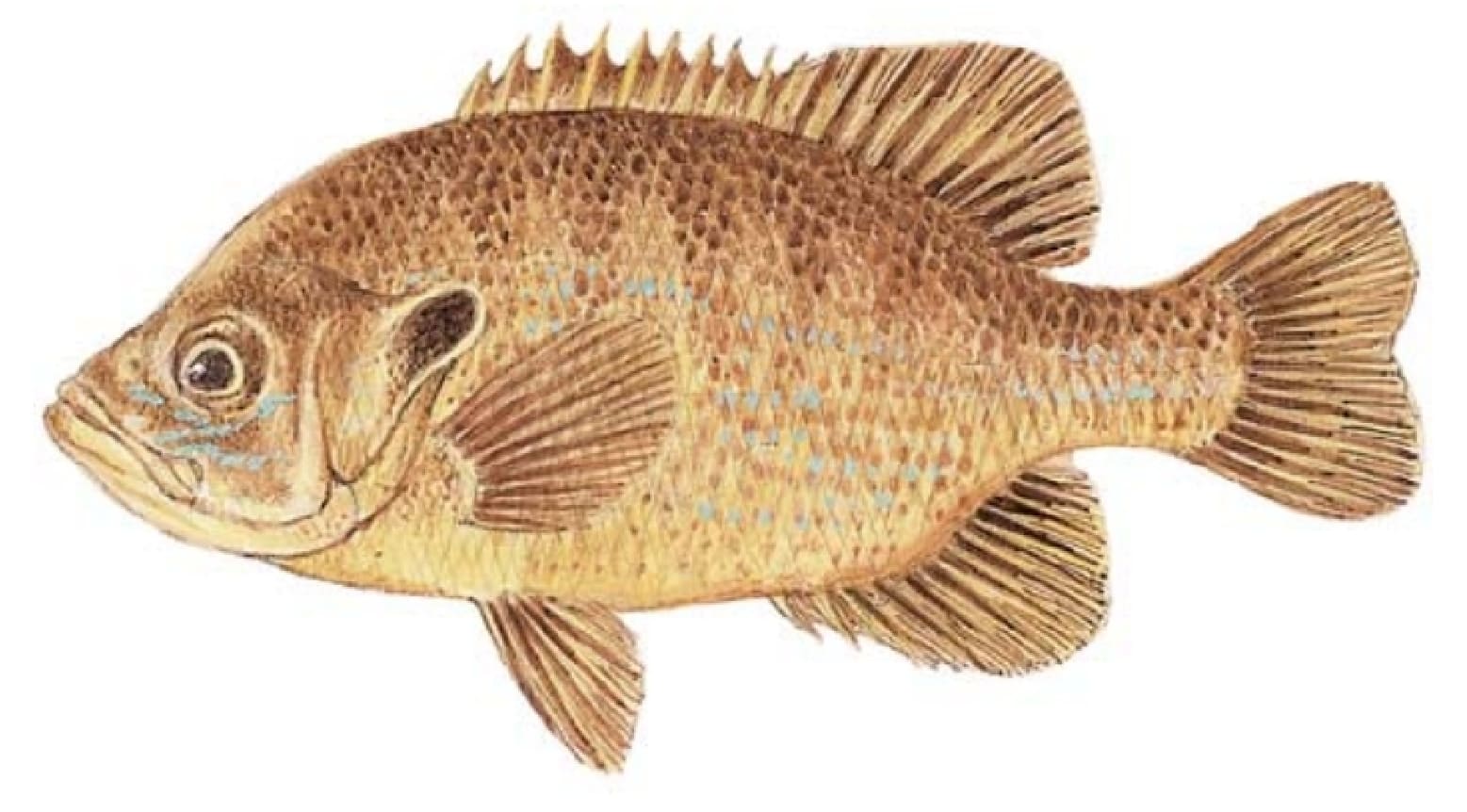 Sunfish, Green