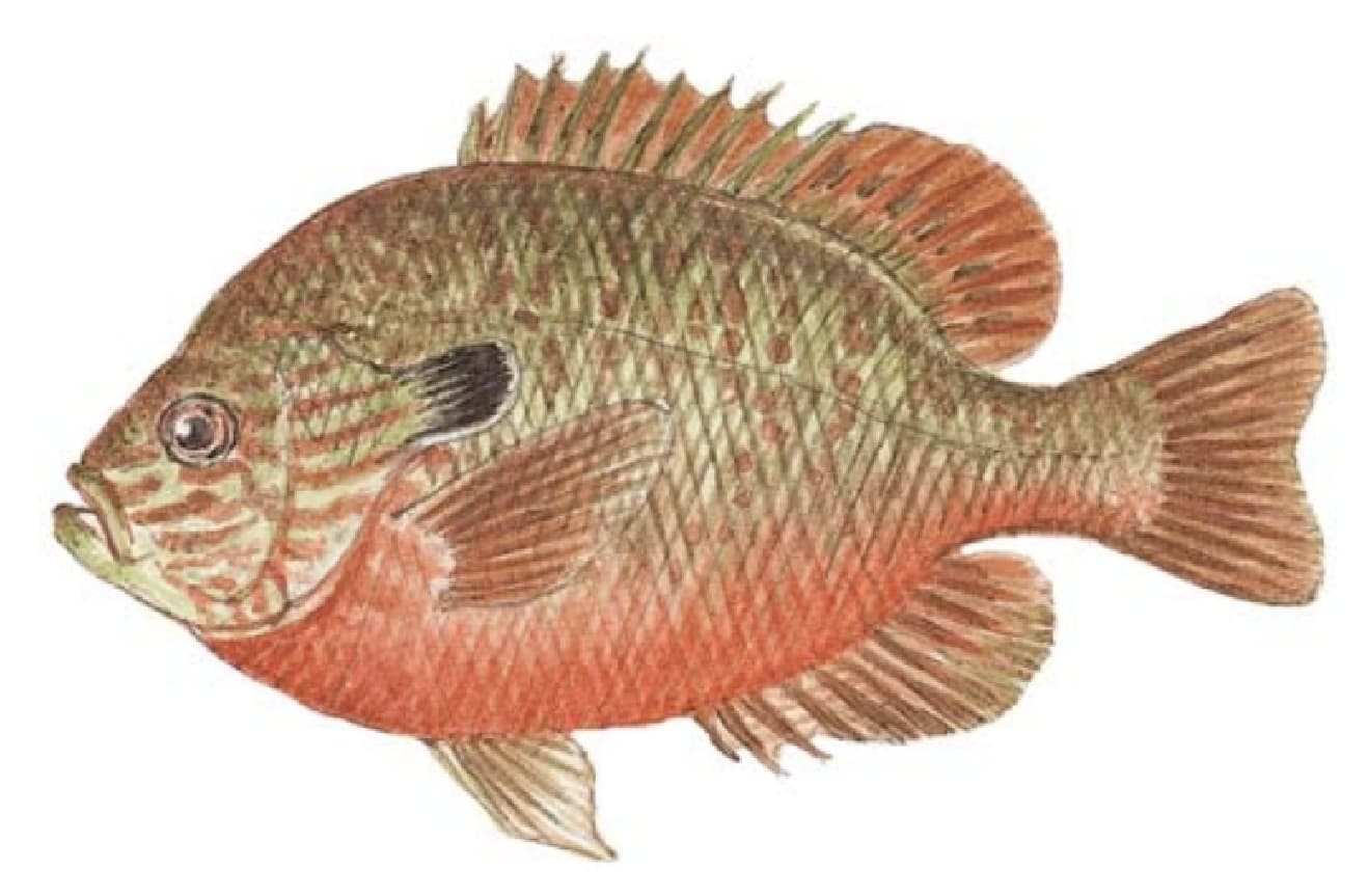 Sunfish, Longear