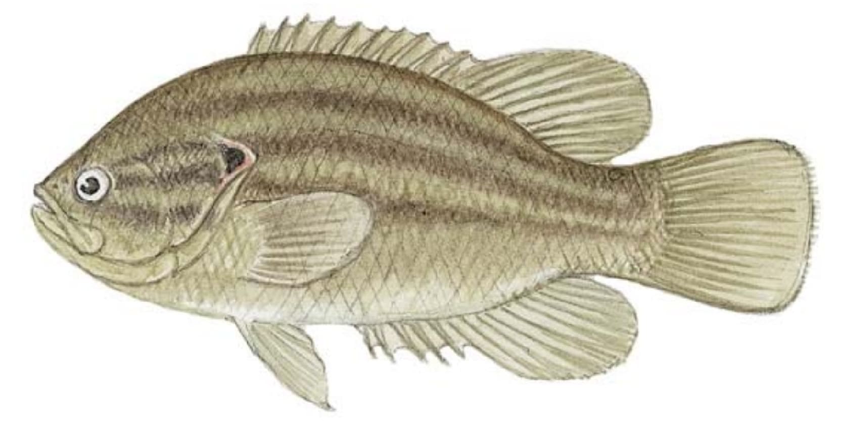 Sunfish, Mud