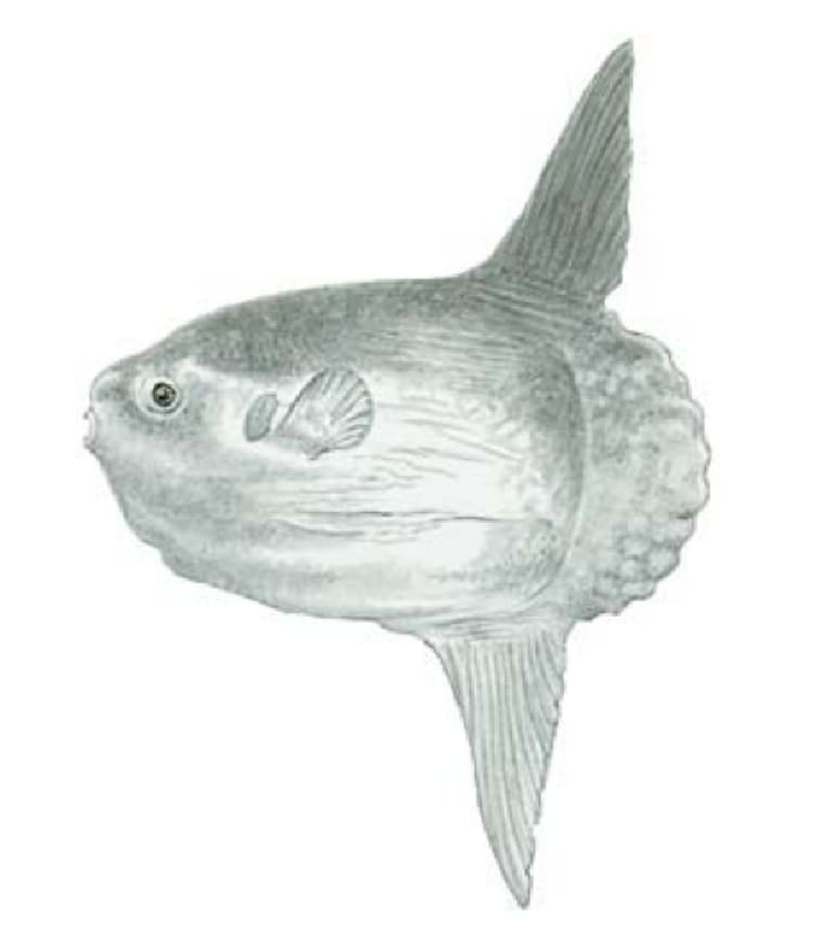 Sunfish, Ocean