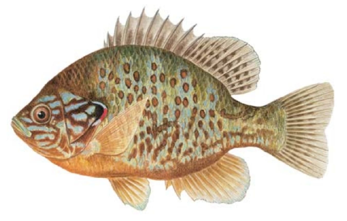 Sunfish, Pumpkinseed