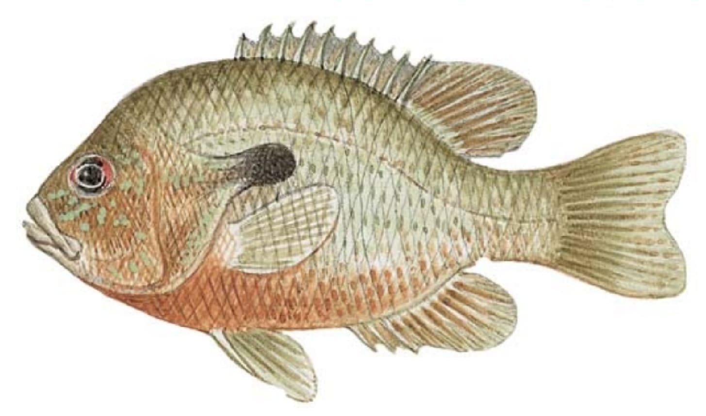 Sunfish, Redbreast