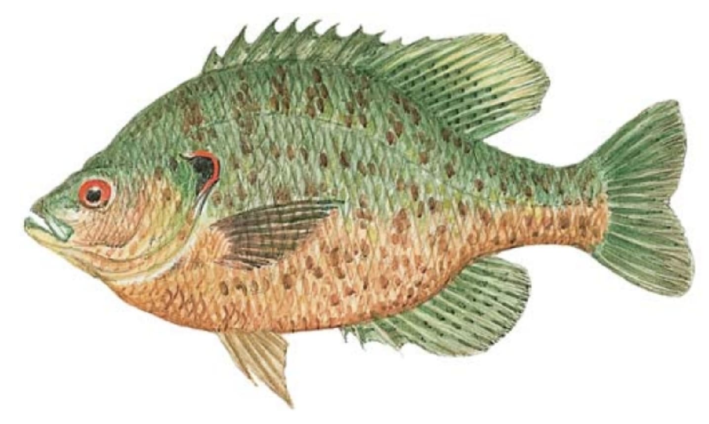 Sunfish, Redear