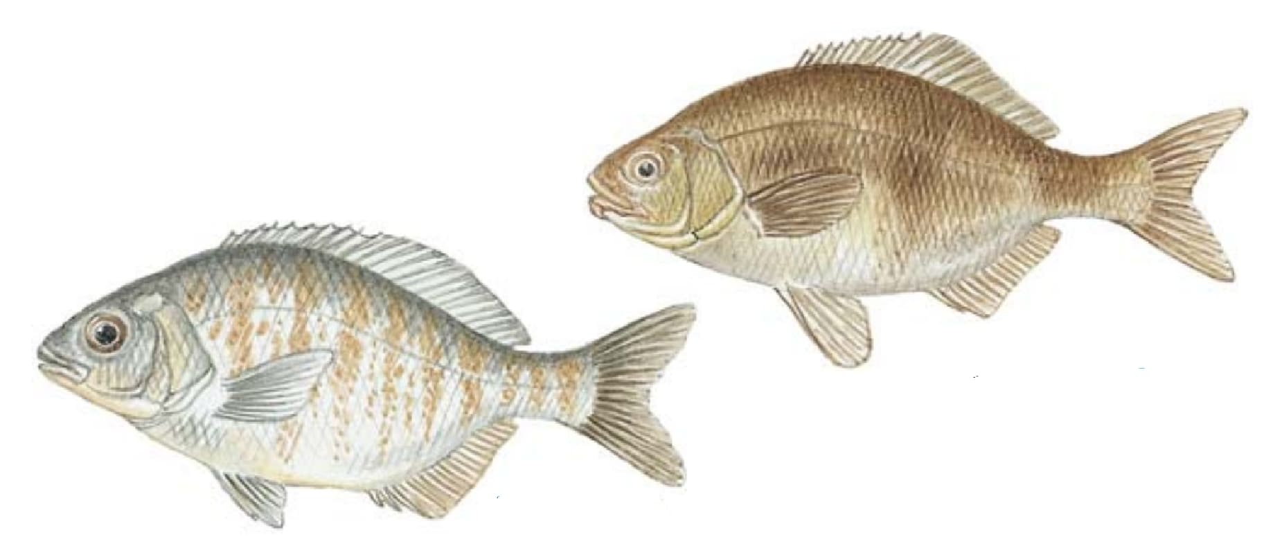 Surfperch: Rubberlip Surfperch, Barred Surfperch