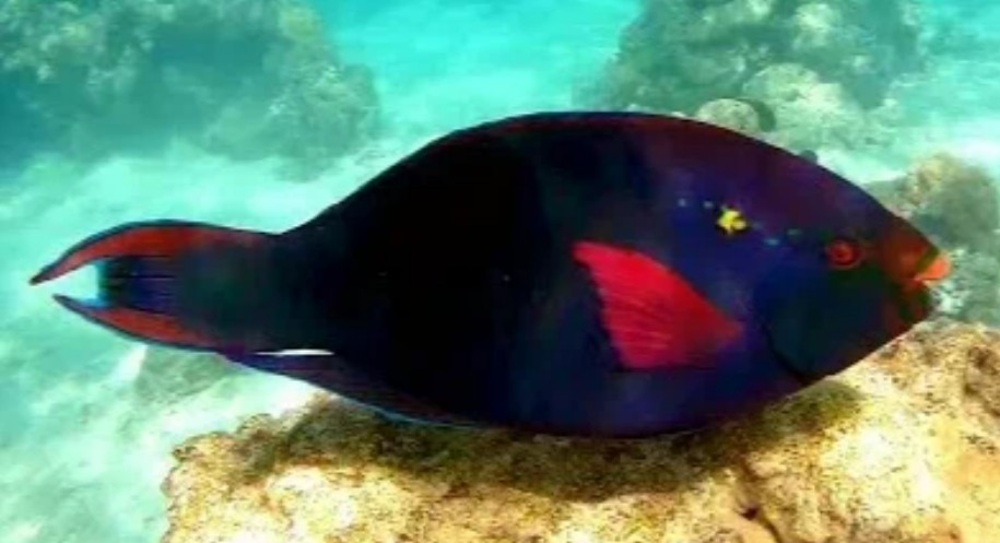 Swarthy parrotfish