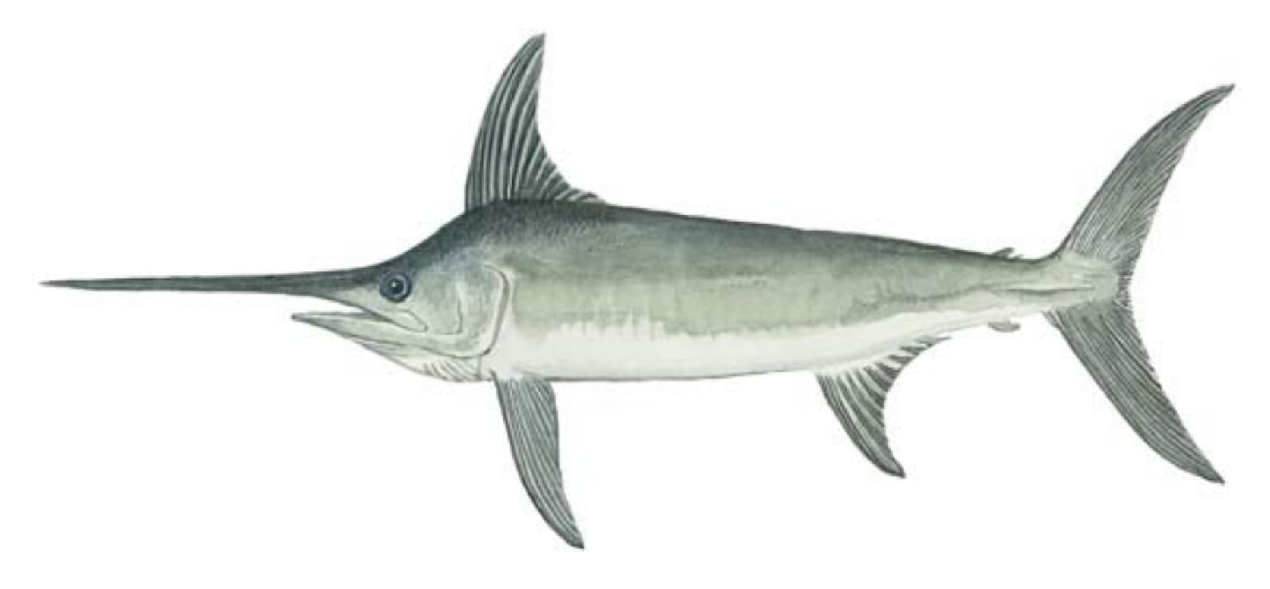 Swordfish