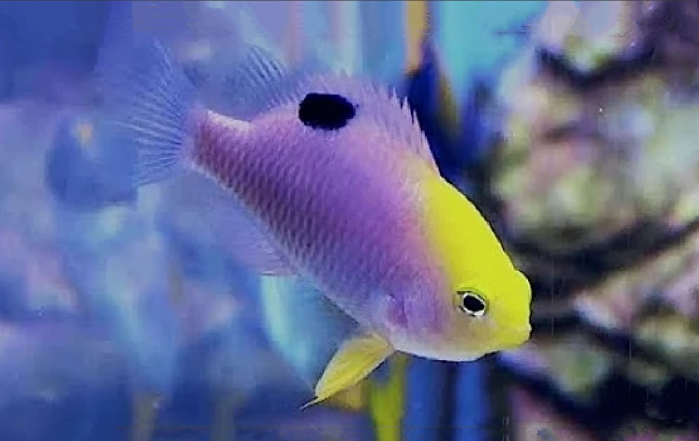 Talbot's damselfish