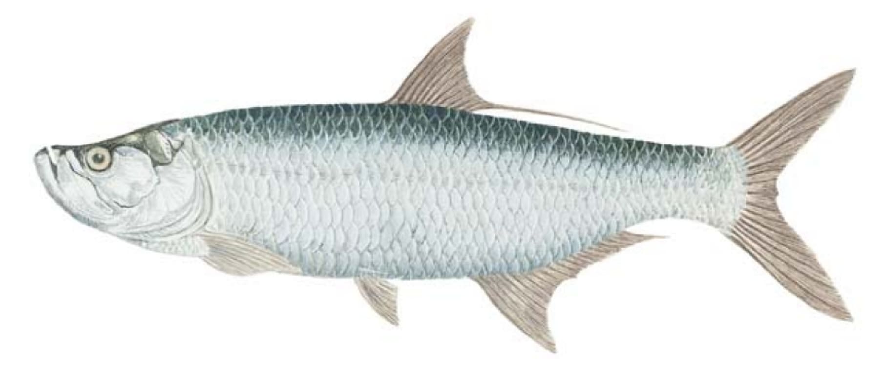 Tarpon