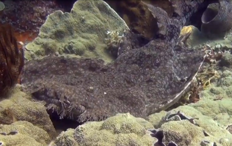Tasselled wobbegong