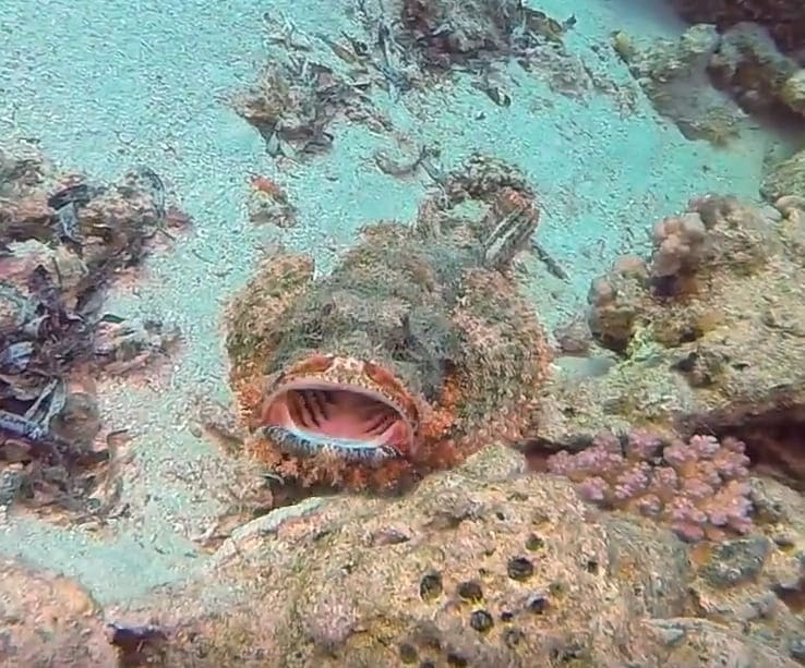 Tassled scorpionfish